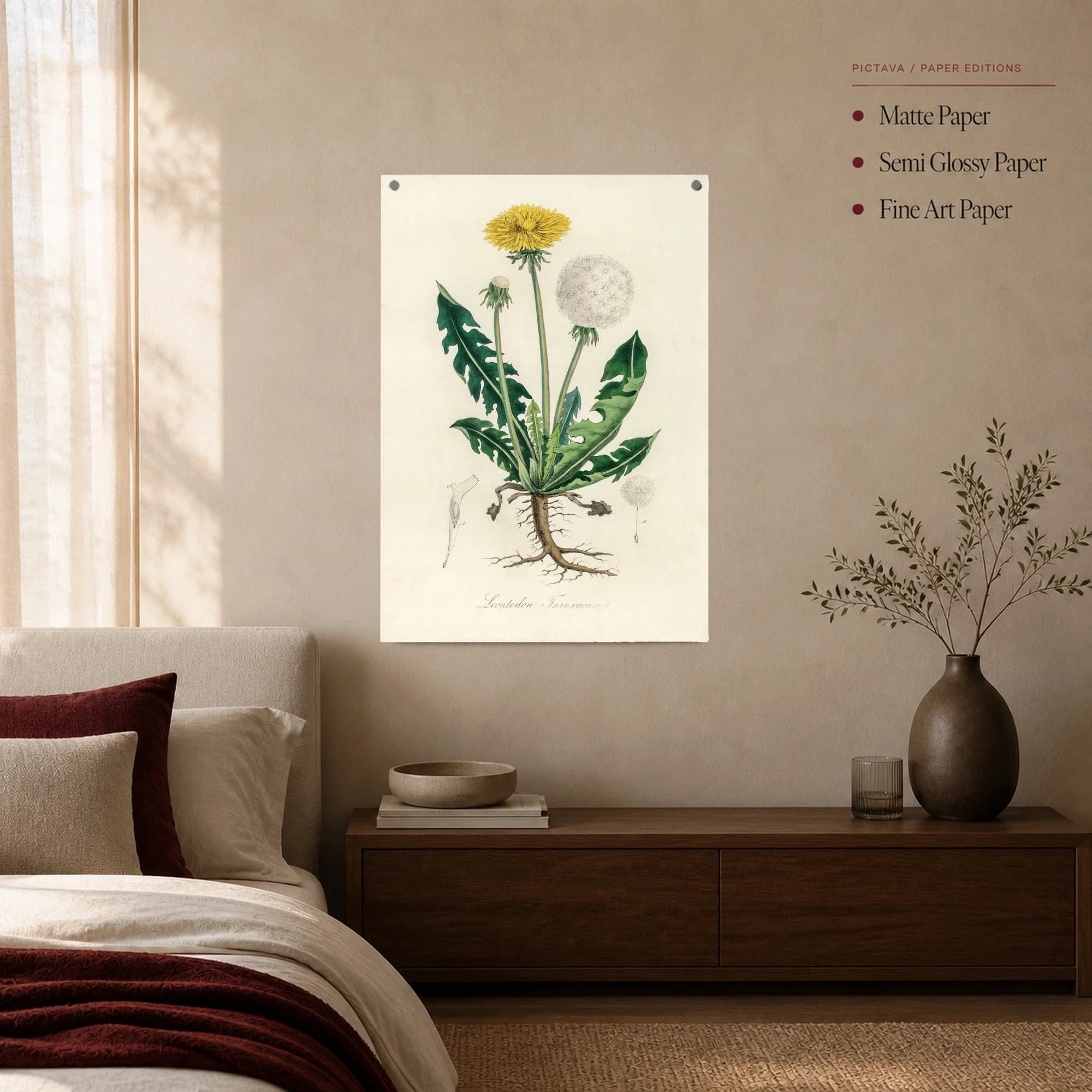 Vintage Dandelion Botanical Illustration Print, view 7