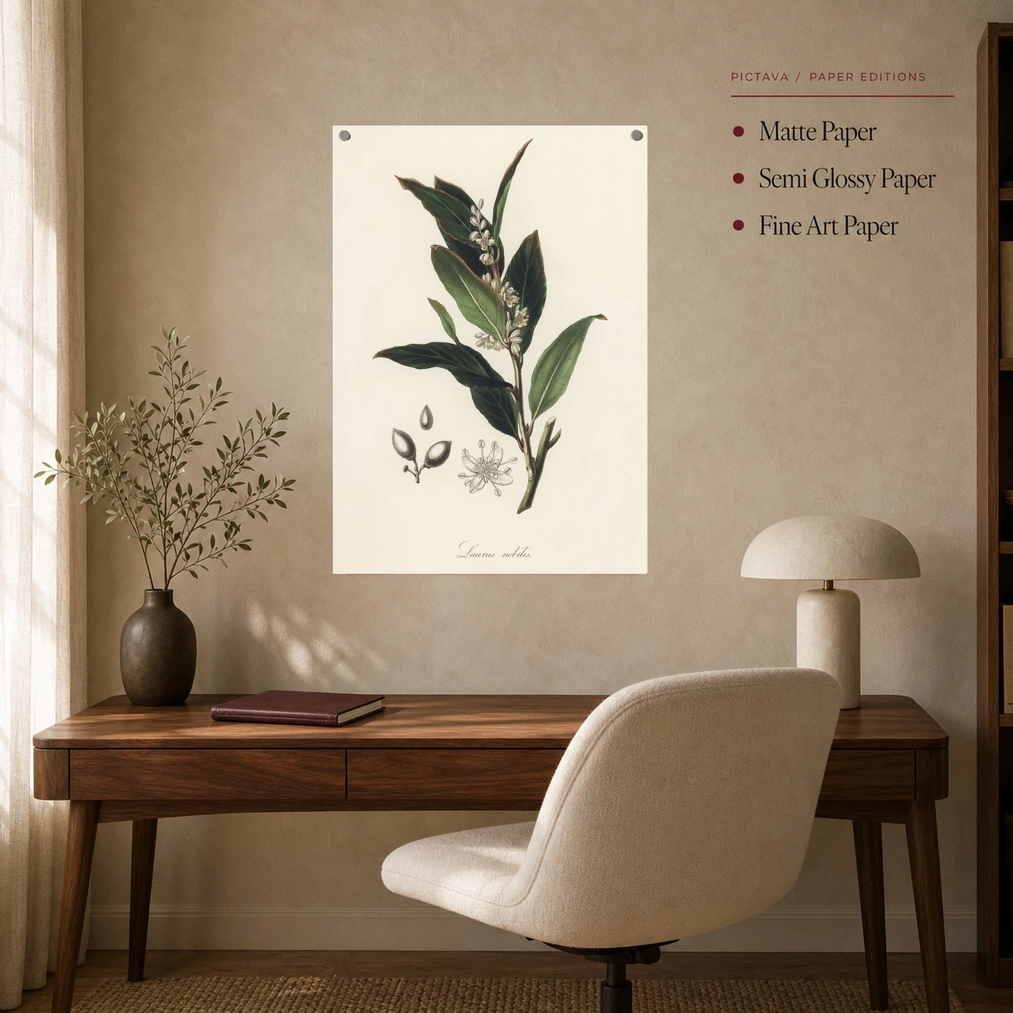Laurus nobilis Vintage Botanical Illustration Print, view 8