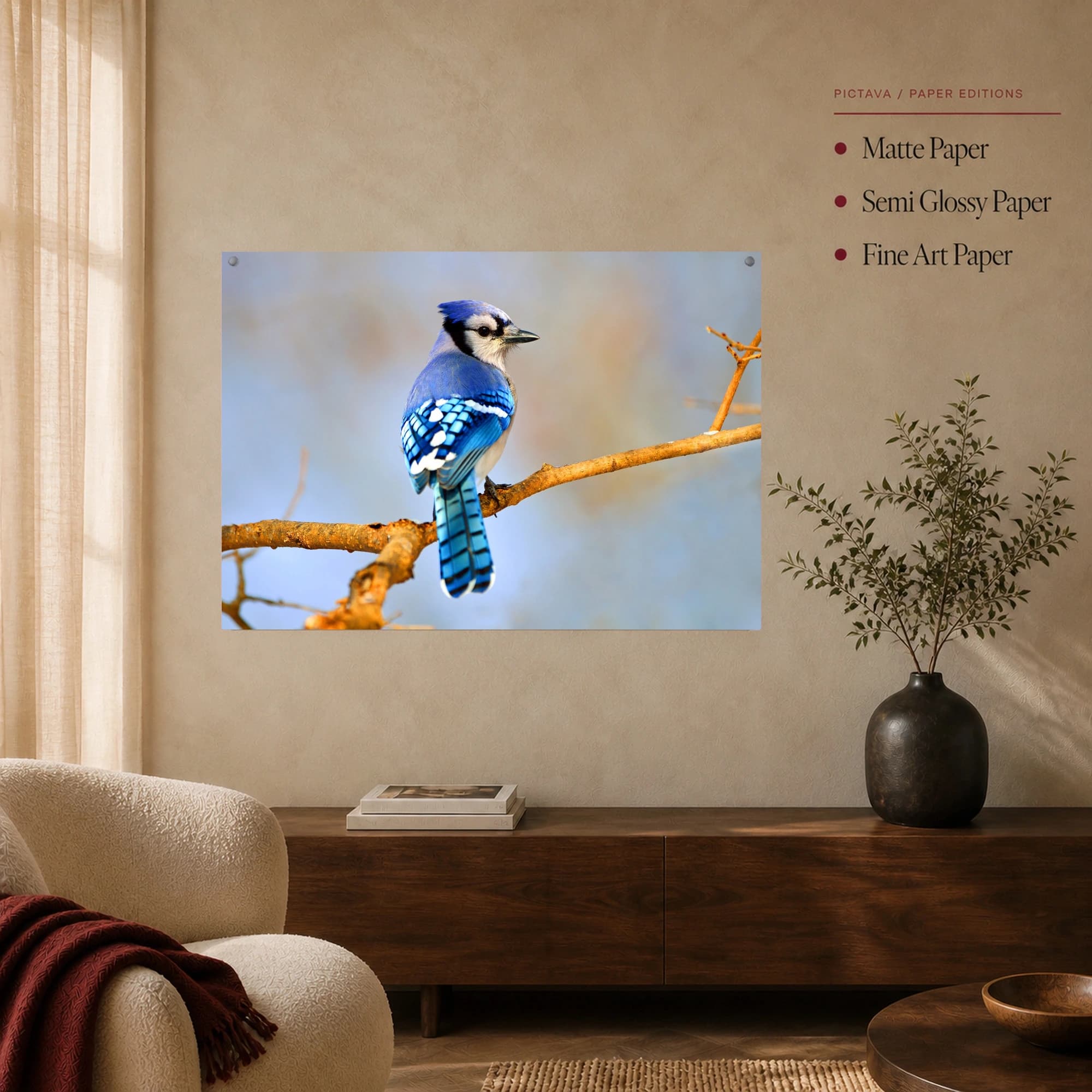 Blue Jay on Branch Wildlife Photography Print, view 4