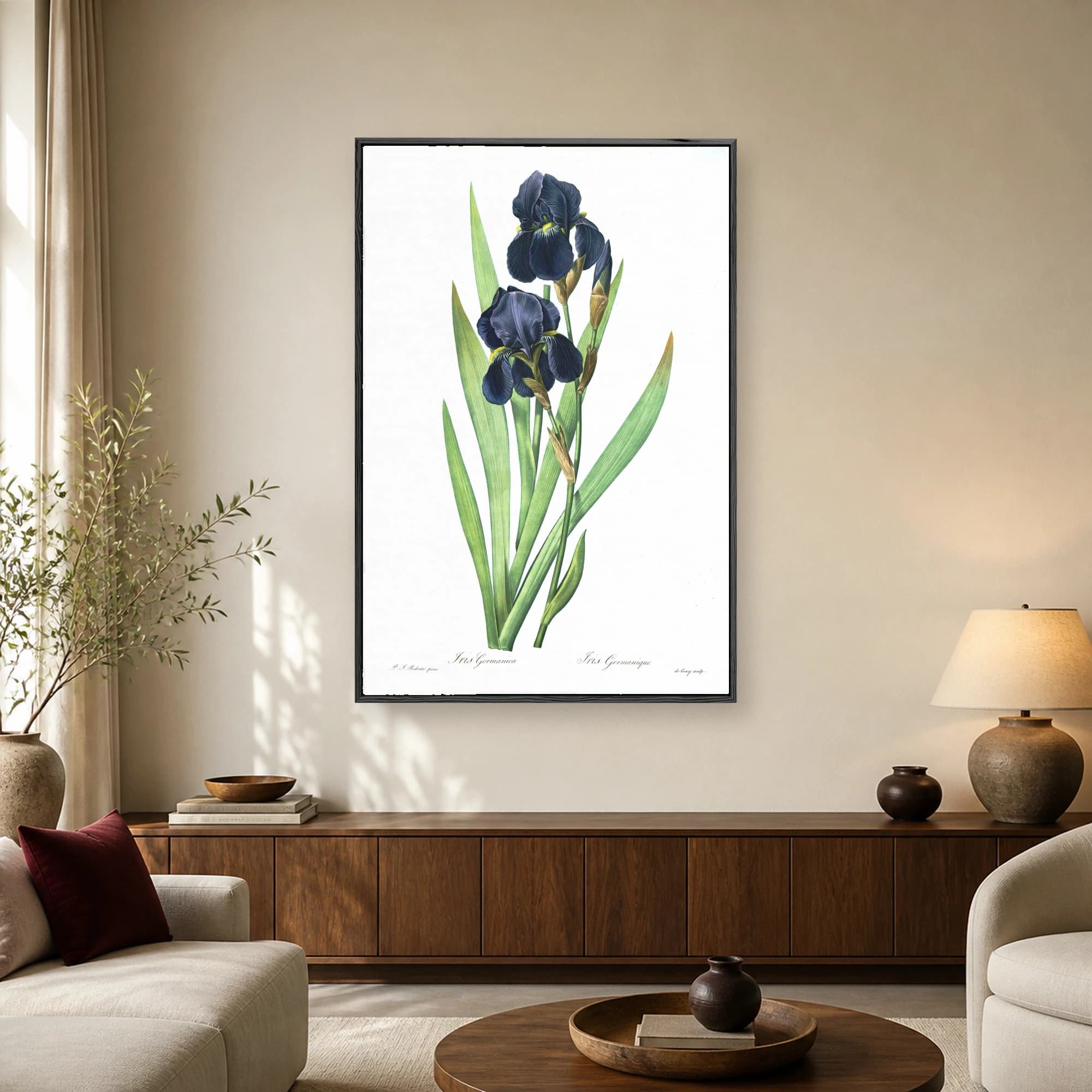 Vintage botanical illustration of deep purple Iris Germanica flowers and green leaves by Pierre-Joseph Redouté on a white background