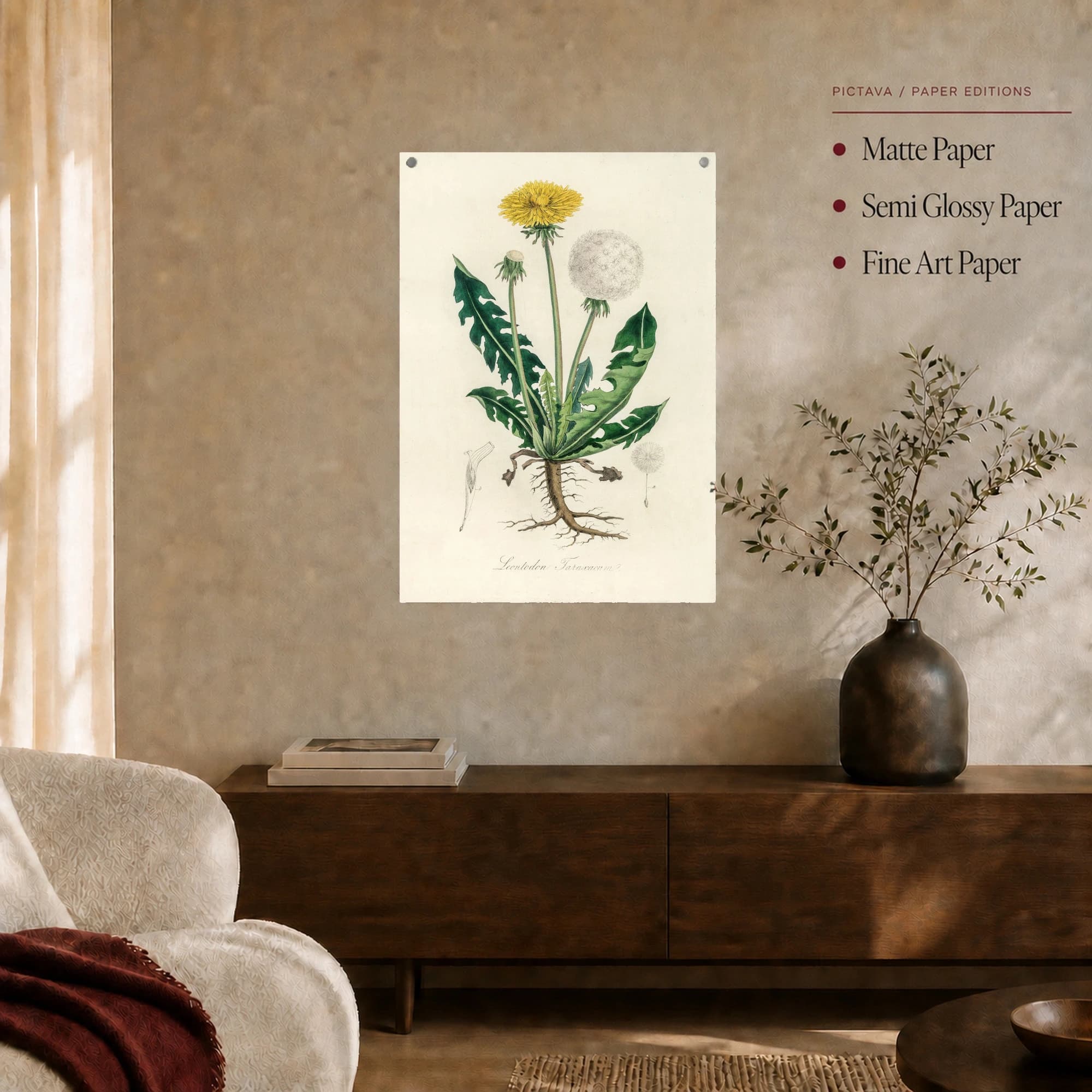 Vintage Dandelion Botanical Illustration Print, view 6